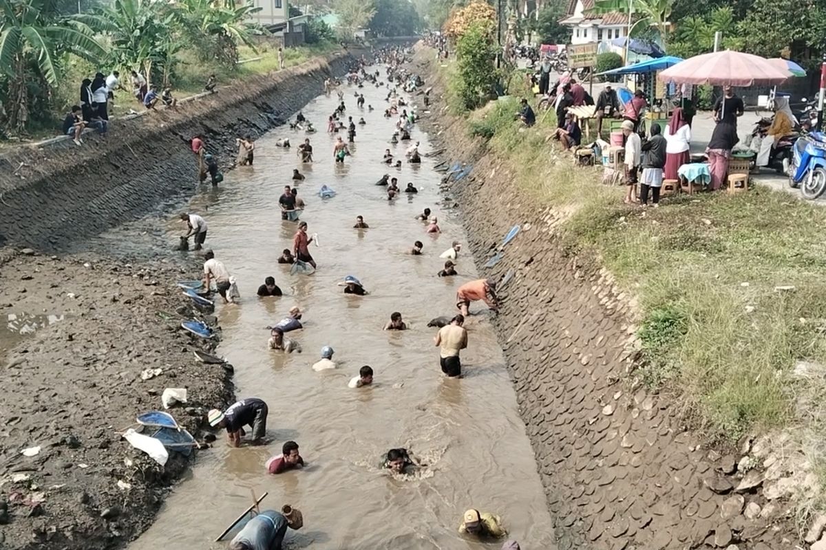 Keseruan Tradisi Gogoh Ikan di Purworejo: Warga Berburu Ikan Saat Pengeringan Irigasi