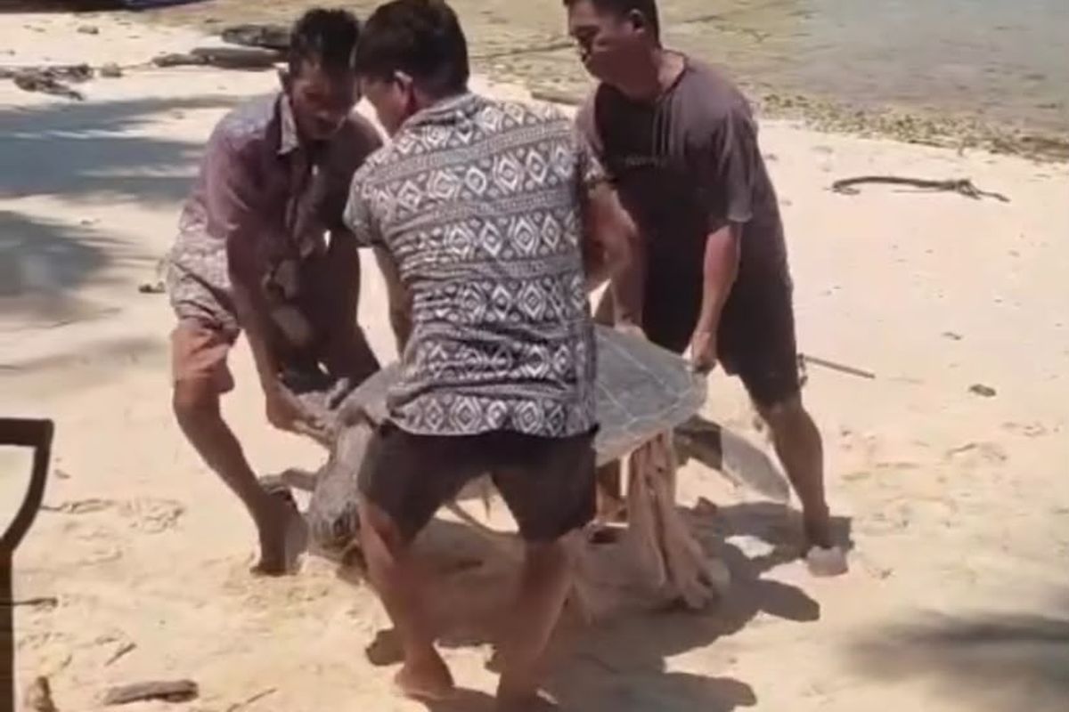 Ancaman Ekosistem Laut, Global Conservation Soroti Kasus Kematian Penyu Hijau di Pulau Balikukup Berau