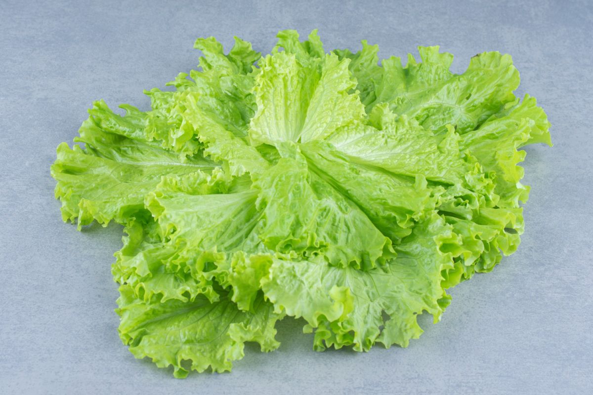 Pilihan Makanan Bernutrisi dan Kaya Air untuk Menjaga Tubuh Tetap Terhidrasi Optimal