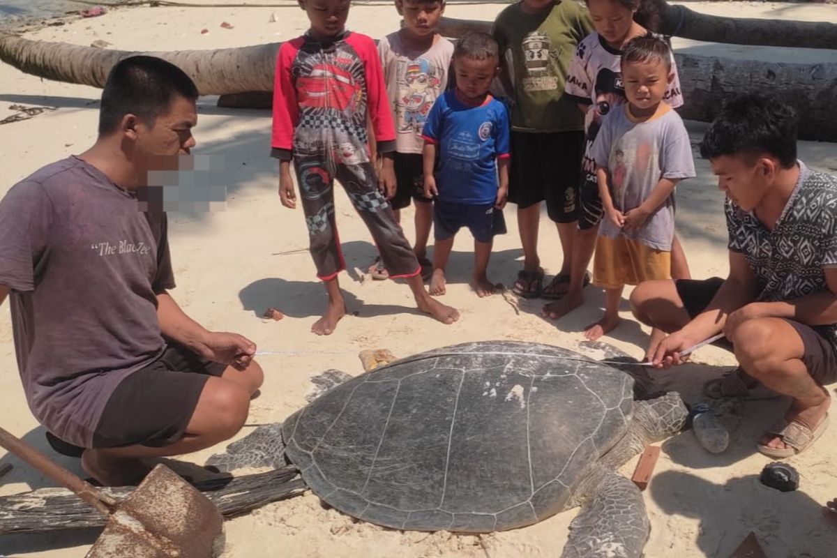 Peristiwa Tragis di Pantai Balikukup Berau: Penyu Hijau Ditemukan Mati Diduga Akibat Perburuan Telur