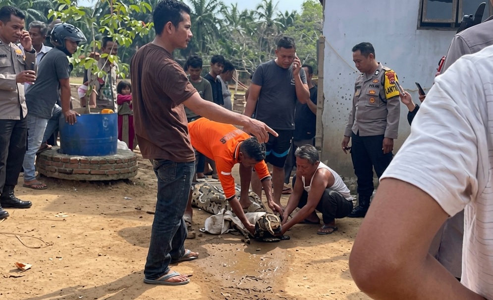 Buaya Raksasa Mengamuk Usai Terjerat Jaring, Warga Panik di Pesisir