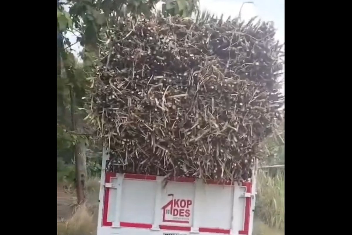 Truk Koperasi Desa Sragen Disewakan untuk Angkut Tebu, Kodim Turun Tangan Beri Teguran