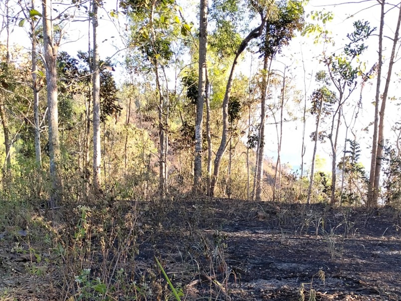 Musim Kemarau Landa Jatim, Empat Wilayah Diterjang Kebakaran Hutan dan Lahan