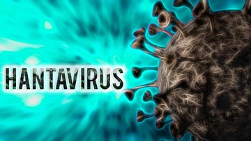 Waspada Hantavirus Andes: Turis Prancis Terkonfirmasi Positif di Spanyol Usai Liburan Juli
