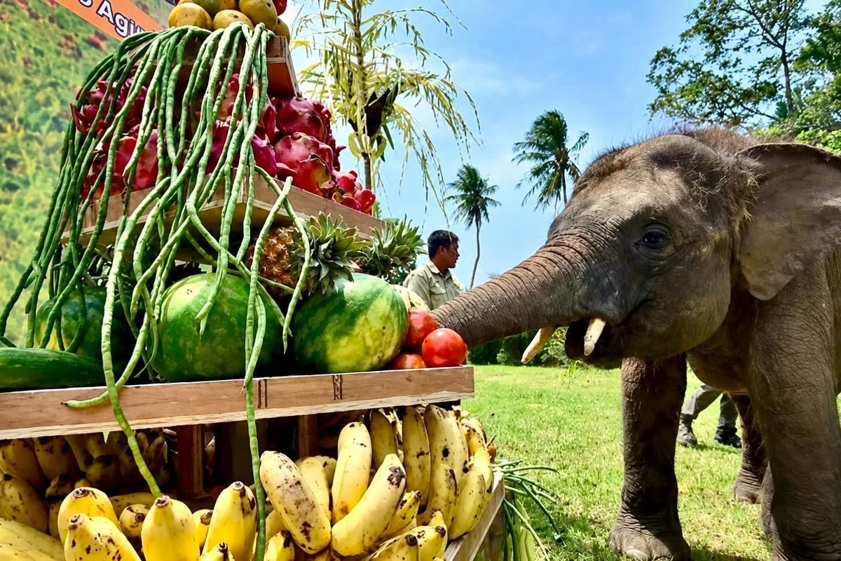 Perayaan Unik Gajah Sumatera "Rawana" di Lembah Hijau: Tumpeng Buah dan Aksi Pintar di Ulang Tahun Keempat