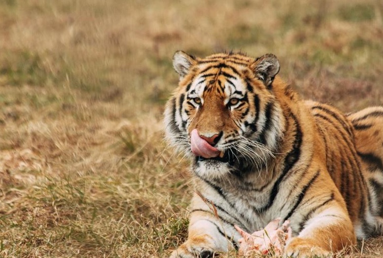 Konflik Satwa Liar: Harimau Sumatera Serang Pekerja Proyek Akibat Gangguan Cahaya