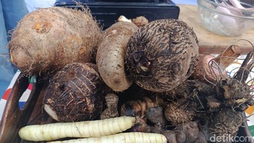 Kimpul: Pangan Lokal Potensial, Solusi Karbohidrat Sehat Bebas Gluten untuk Anak Bangsa