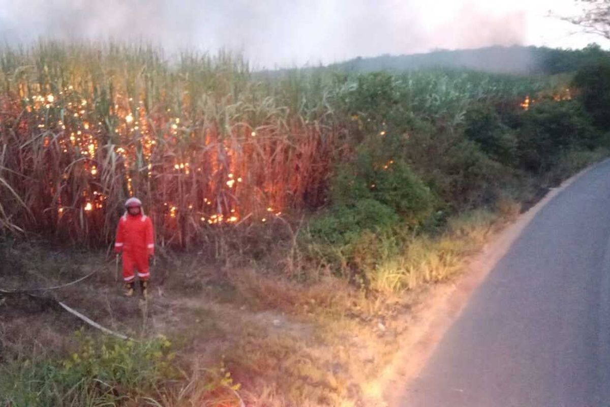 Lahan Terbakar Luas di Tulang Bawang: 16,6 Hektar Hangus dalam Sepekan, Ancaman Dekat Permukiman