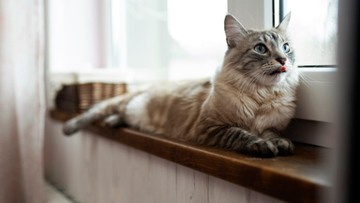 Kupas Tuntas Keunikan Kucing: Pendengaran Super yang Jarang Diketahui