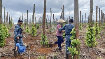 Tegas! Kemenhut Ungkap Jaringan Jual Beli Lahan Hutan Lindung di Luwu Timur, Tiga Pelaku Dicokok