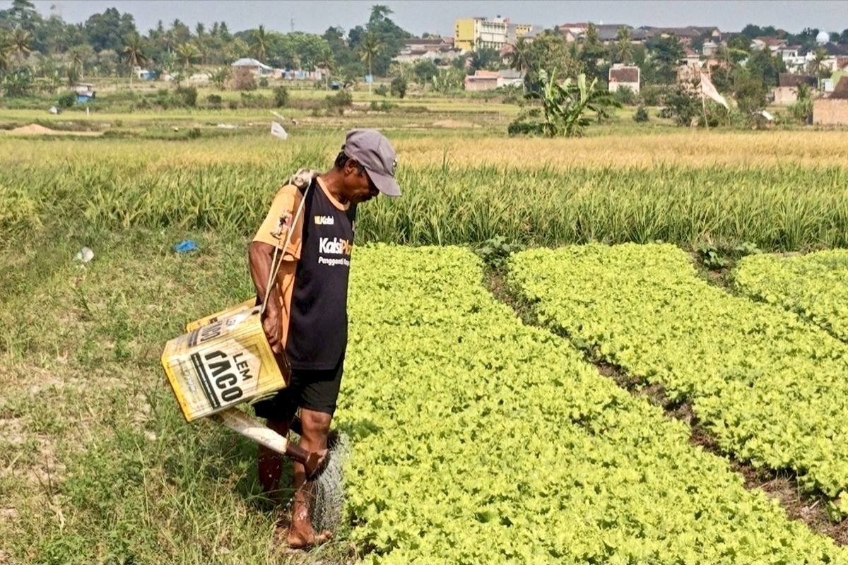 Kemarau Mengubah Wajah Pertanian Lampung Selatan: Dari Padi ke Sayuran Demi Bertahan Hidup