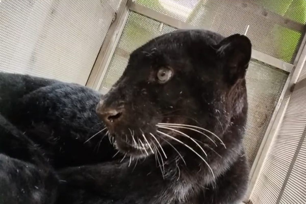 Macan Kumbang Terluka Muncul di Permukiman Batang, Ini Penyebabnya Menurut BKSDA