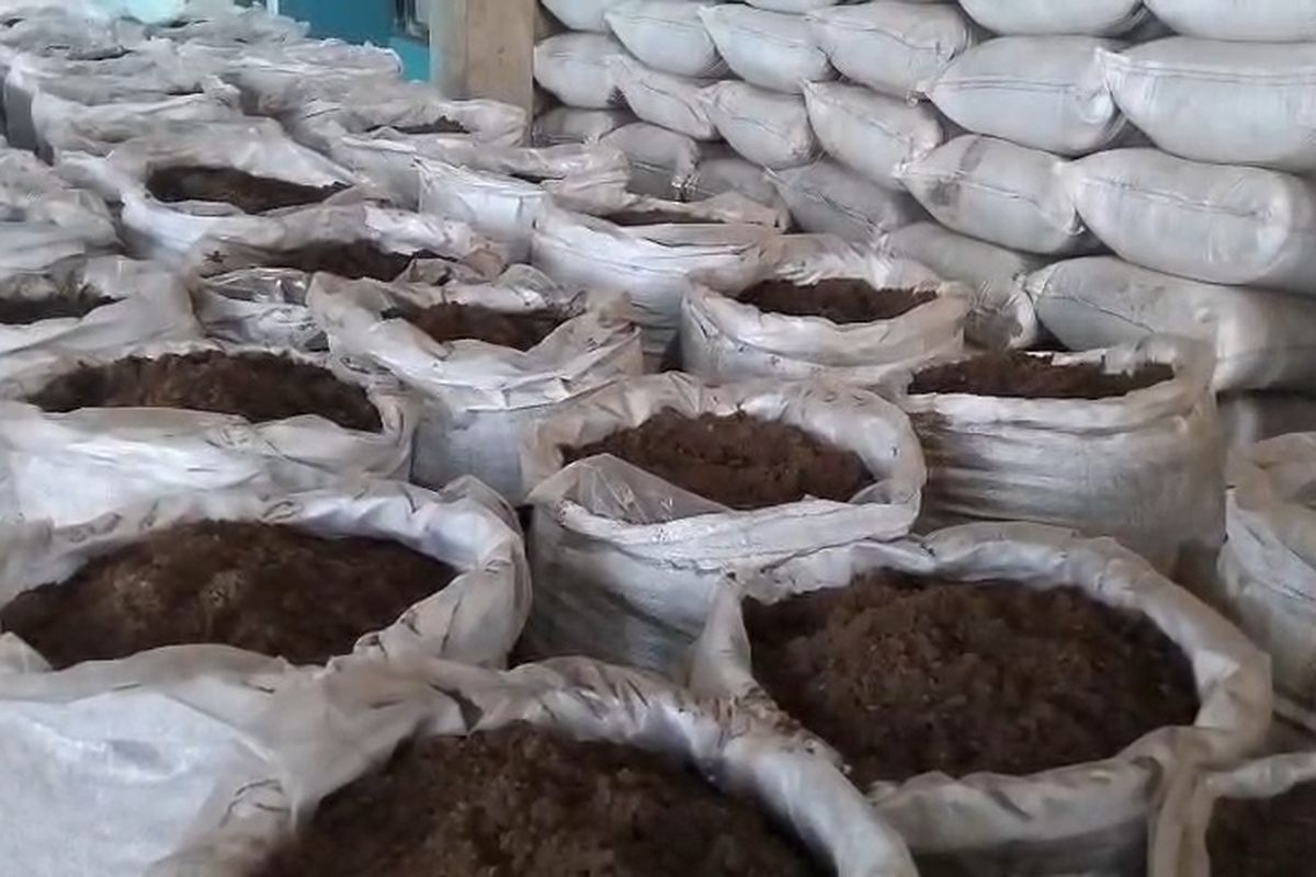 Inovasi Pupuk dari Limbah Batu Bara: Solusi Cerdas Dongkrak Ketahanan Pangan Nasional