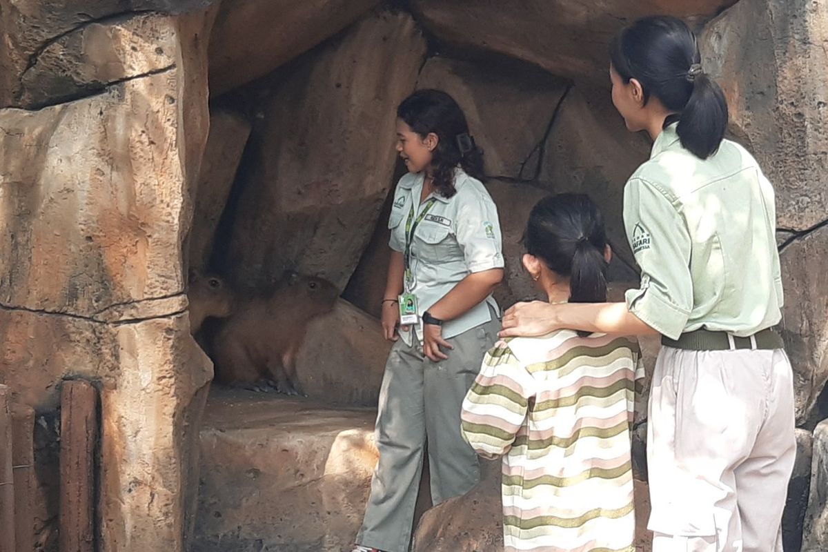Solo Safari Sambut Anggota Keluarga Baru: Capybara dari Batang dan Kura-kura dari Wapres Gibran