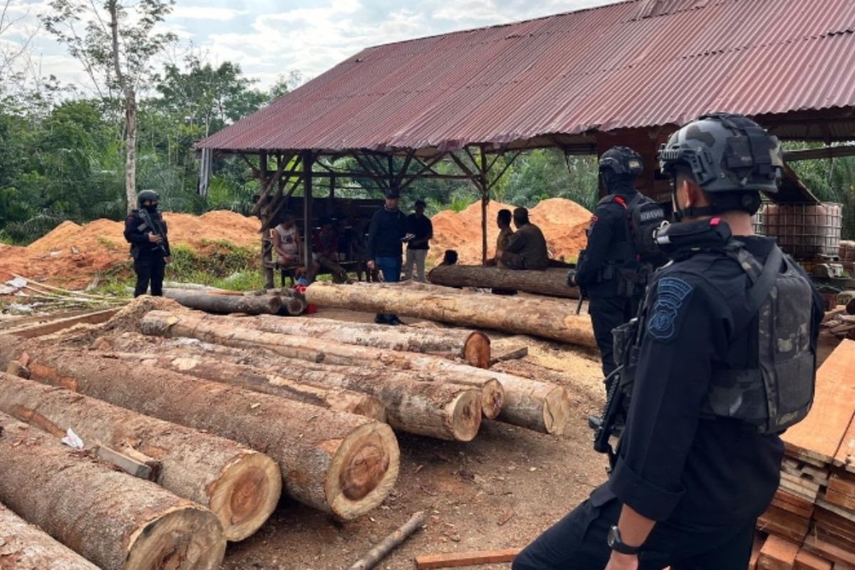 Jaringan Kayu Ilegal di Kampar Terbongkar, 'Ratu' DPO Ditangkap Setelah 7 Tahun Beroperasi