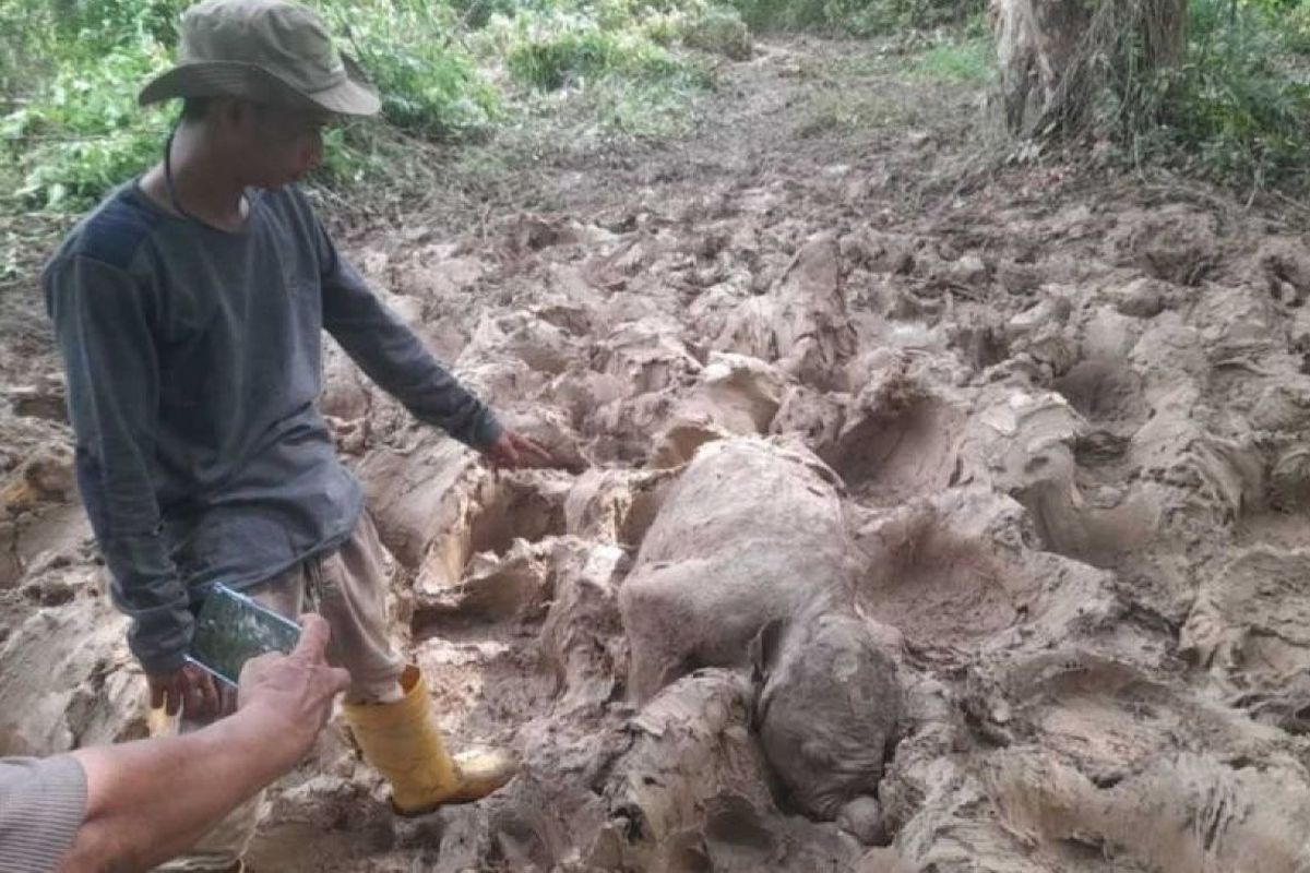Tragis, Bayi Gajah Sumatera Ditemukan Meninggal di Aceh Timur Akibat Kelahiran