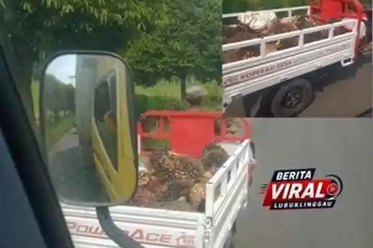 Viral di Medsos: Motor Koperasi Desa di Musi Rawas Terciduk Angkut Sawit, Kades Buka Suara