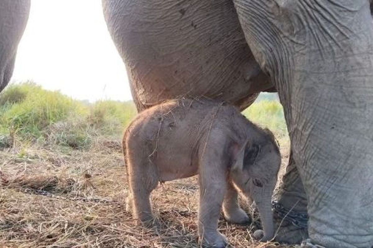 Momen Kemerdekaan Diperkaya Kelahiran Bayi Gajah Sumatera di Sumsel