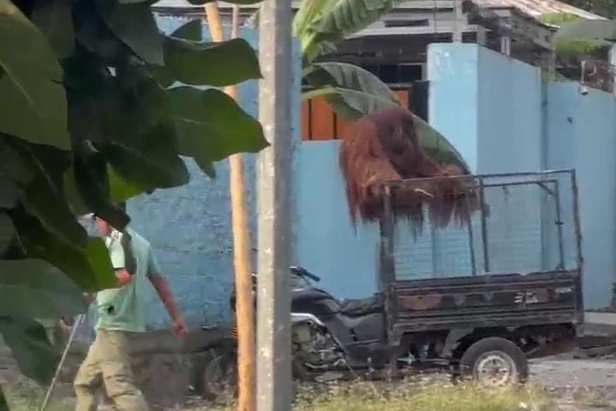 Orangutan Keluar Kandang, Manajemen Solo Safari Sampaikan Permohonan Maaf kepada Warga