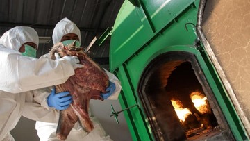 Gagalkan Penyelundupan 3,6 Ton Daging Ilegal di Merak, Karantina Banten Amankan Produk Jambi
