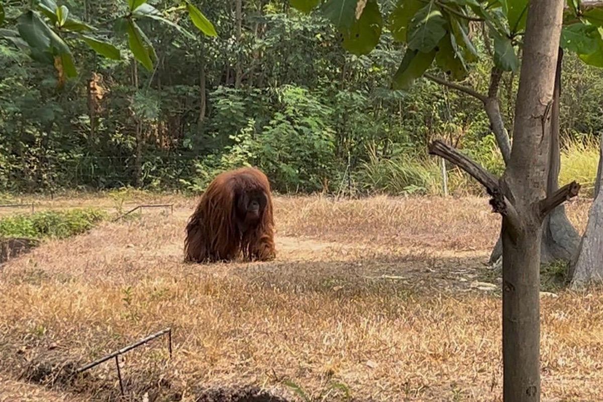 Kehebohan di Jebres: Orangutan Didi Solo Safari Sempat "Jalan-jalan" di Permukiman Warga
