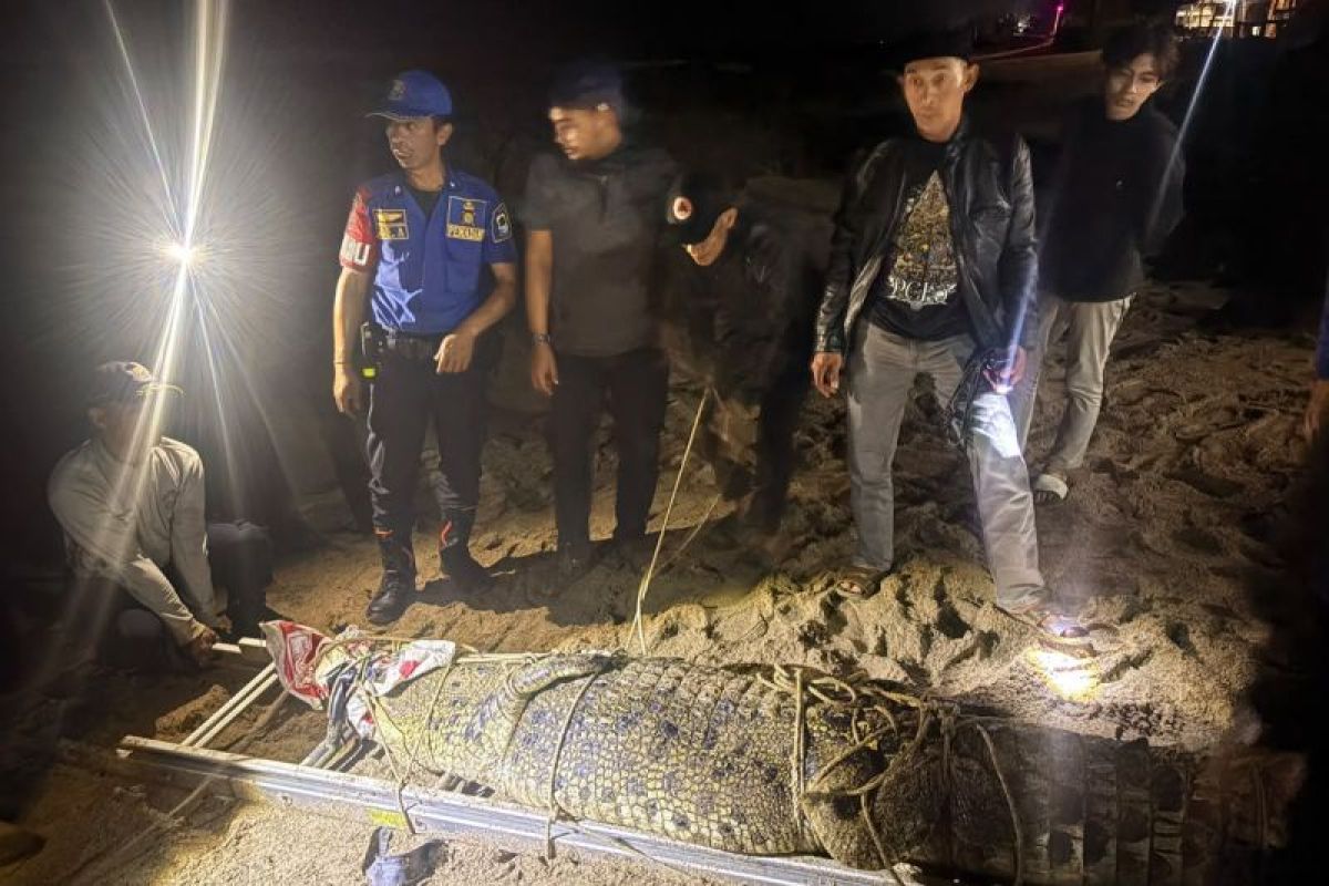 Buaya Muara Tiga Meter Dievakuasi dari Pantai Cihara, Wisatawan Terancam