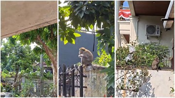 Kawanan Monyet Ekor Panjang Masuki Area Pemukiman Warga di Bandar Lampung
