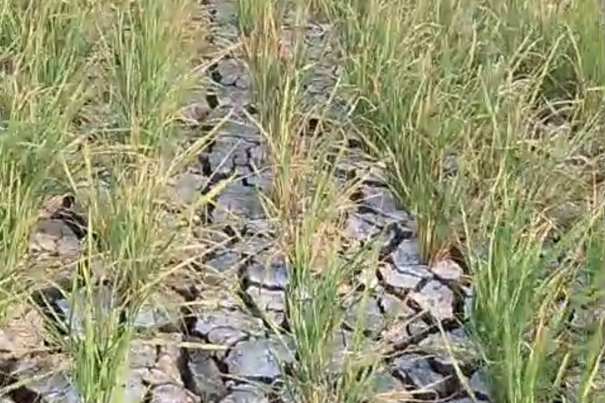 Dampak Kekeringan Ekstrem di Pringsewu: Petani Terpaksa Panen Dini hingga Beralih ke Pakan Ternak