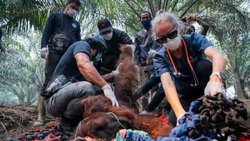 Nestapa Sampurna: Orang Utan Terkapar di Lahan Sawit Akibat Kabut Asap Ketapang
