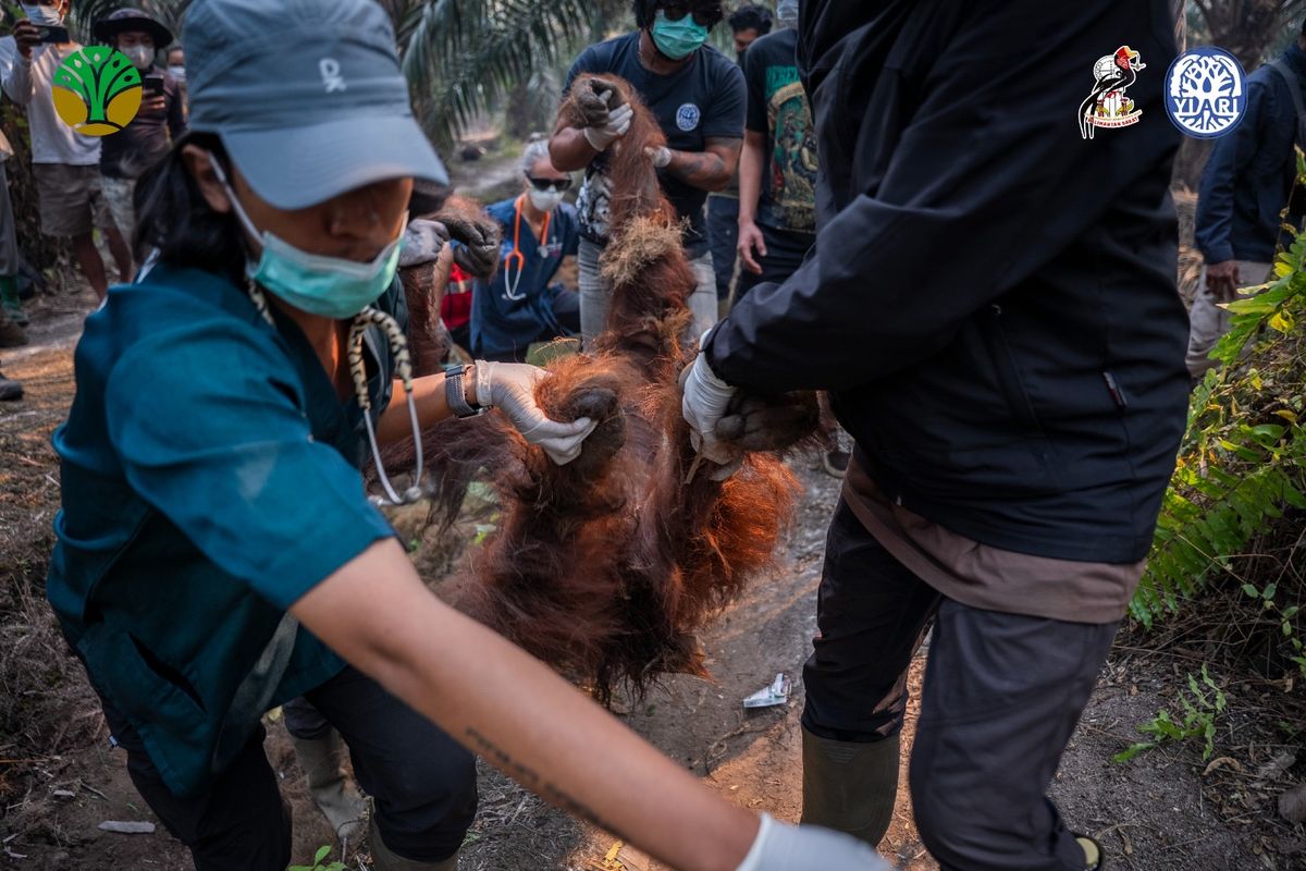 Tragedi di Balik Kabut Asap: Perjuangan Kelangsungan Hidup Orangutan di Kalimantan