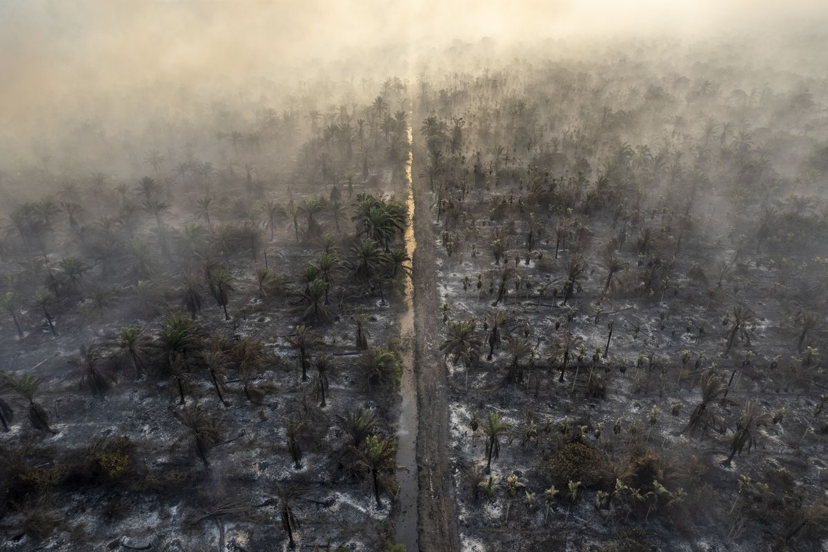 Menakar Efektivitas Konsep Strict Liability dalam Menangani Kebakaran Hutan di Indonesia