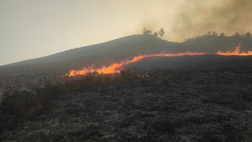 Kebakaran Landa Sabana Bromo, Akses Wisata via Jemplang Resmi Ditutup