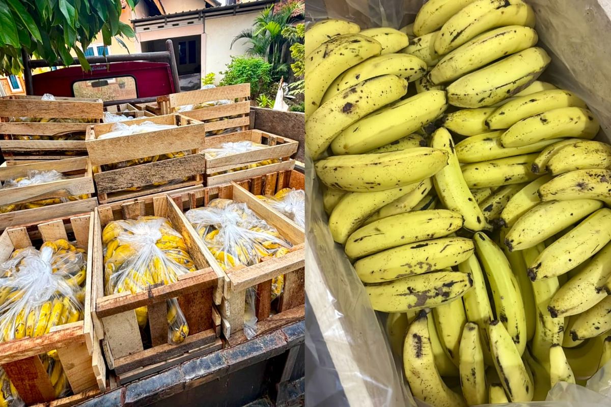 Warganet Selamatkan Pedagang Pisang Lampung dari Kerugian Akibat Pembatalan Pesanan Misterius